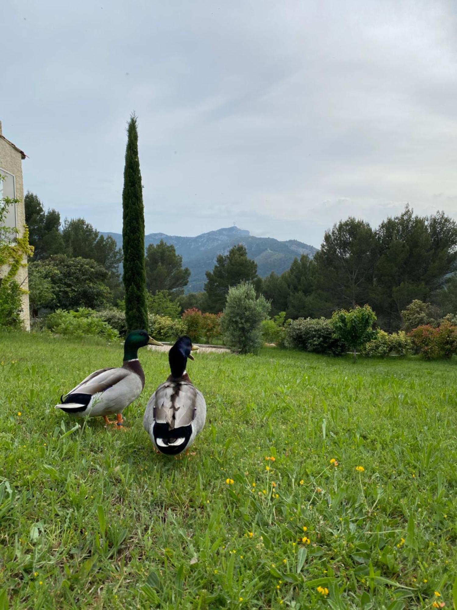 La Maison Perchee Auriol Bagian luar foto